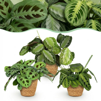 Gebedsplant - Maranta leuconeura - incl. mand - Ø12cm - ↕25cm