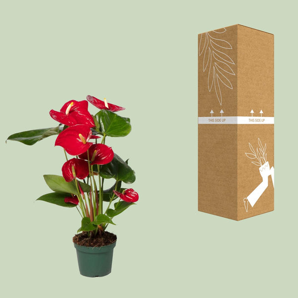Flamingoplant - Anthurium Red - Ø12cm - ↕40cm