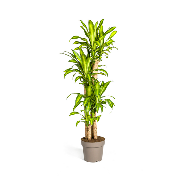 Drakenbloedboom - Dracaena Fragrans Massangeana - Ø30cm - ↕180cm