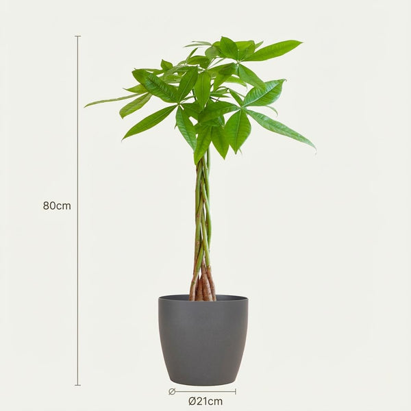 Geldboom - Pachira aquatica - incl. Pot - Grijs - Ø21cm - ↕80cm
