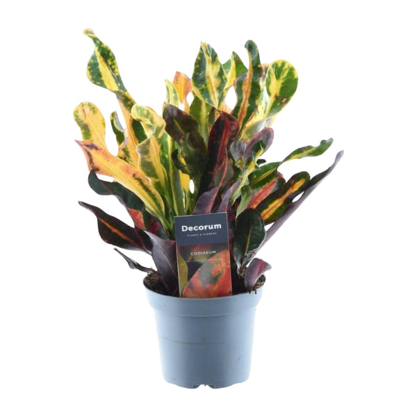 Croton Mammi - ↕30cm