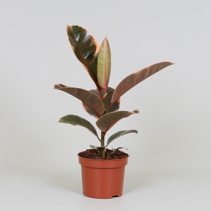 Rubberboom - Ficus elastica Belize - Ø12cm - ↕30cm