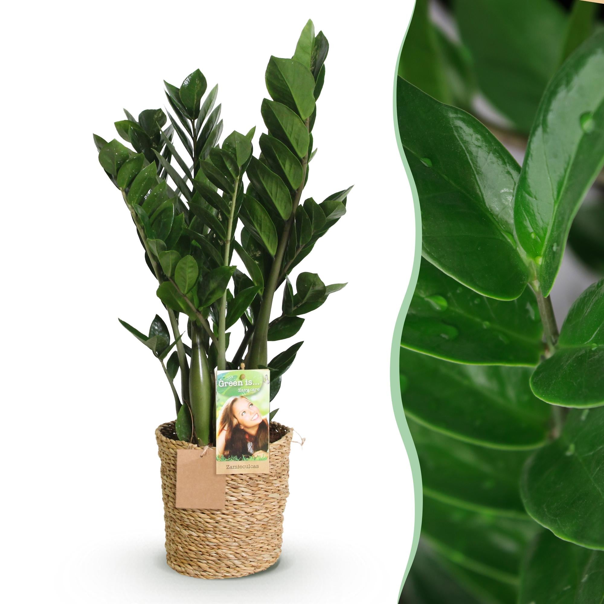 ZZ-plant - Zamioculcas - Ø17cm - ↕65-75cm