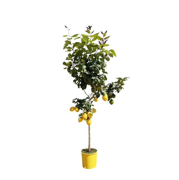 Citroenboom - Citrus limon - Ø24cm - ↕140cm
