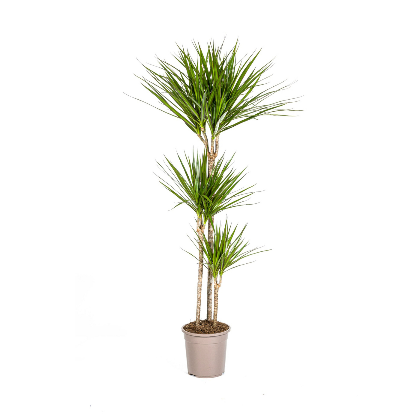 Drakenbloedboom - Dracaena marginata 'Green' - Ø24cm - ↕140cm