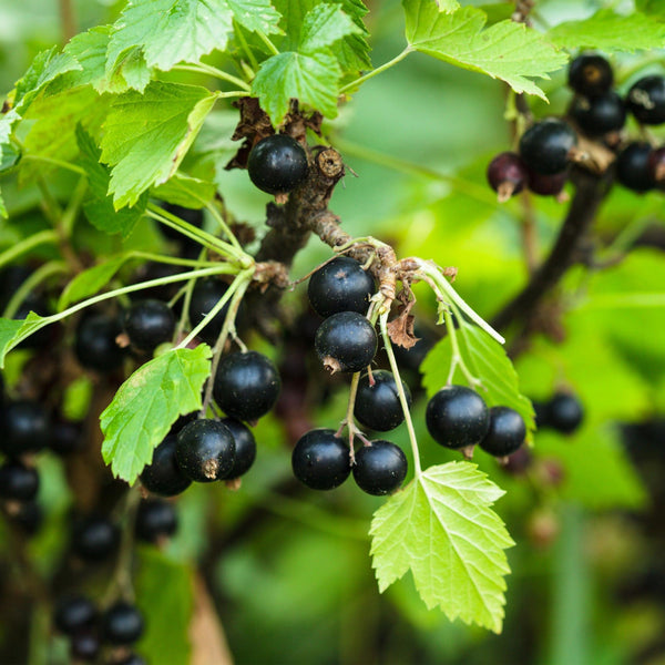 Bessenplant - Ribes nigrum Titania - Ø15cm - ↕50cm