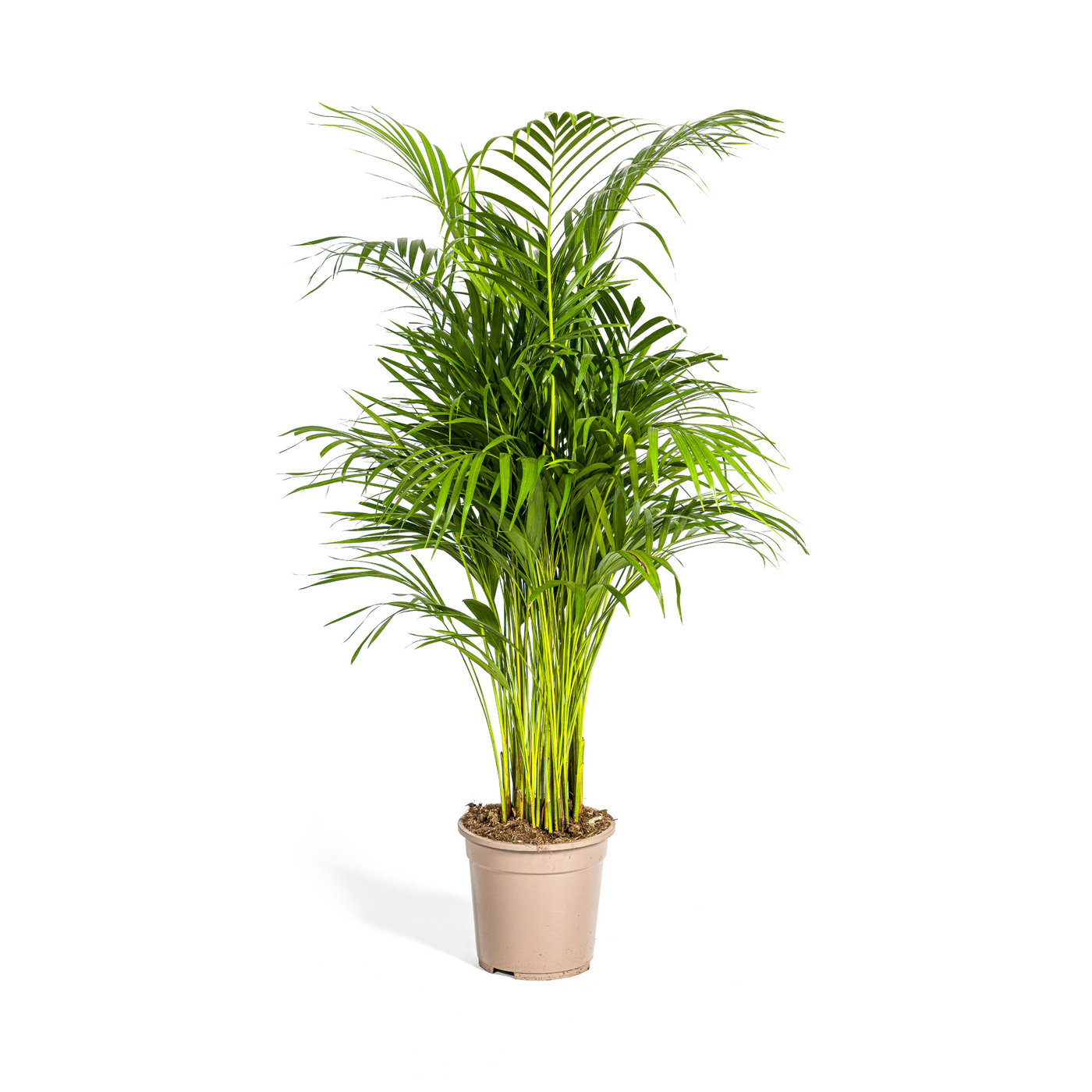 Arecapalm - Dypsis lutescens - Ø21cm - ↕110cm