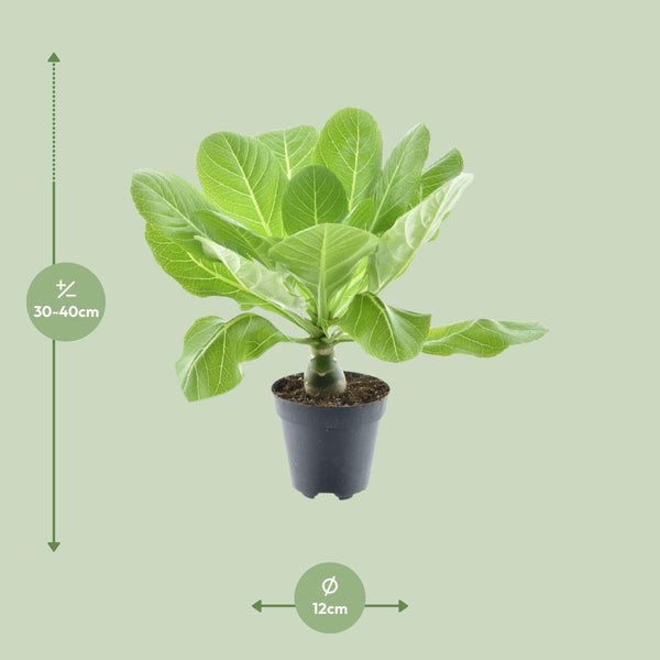 Brighamia Insignis - Ø12cm - ↕37cm