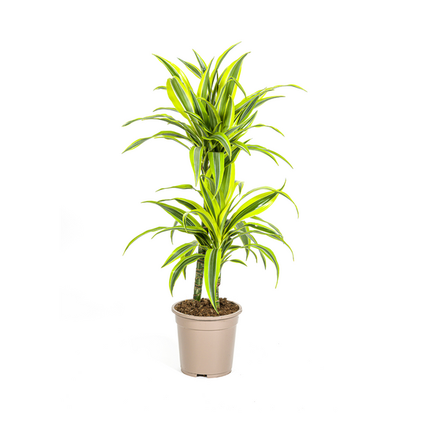 Drakenbloedboom - Dracaena Lemon Lime - Ø19cm - ↕80cm