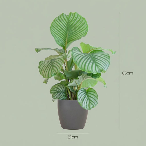 Calathea Orbifolia - incl. Pot - Grijs - Ø21cm - ↕65cm
