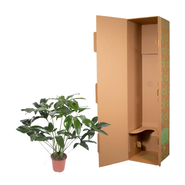 Philodendron Green Wonder - Ø24cm - ↕100cm