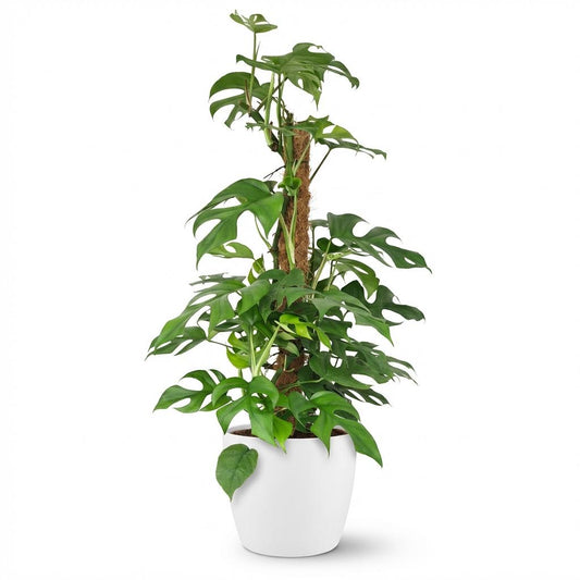 Mini Gatenplant - Monstera Minima Mosstok - Ø19cm - ↕90cm