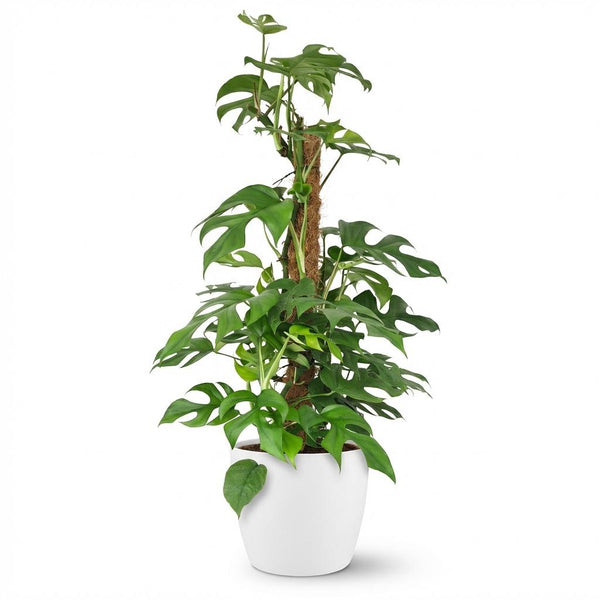 Mini Gatenplant - Monstera Minima Mosstok - Ø19cm - ↕90cm