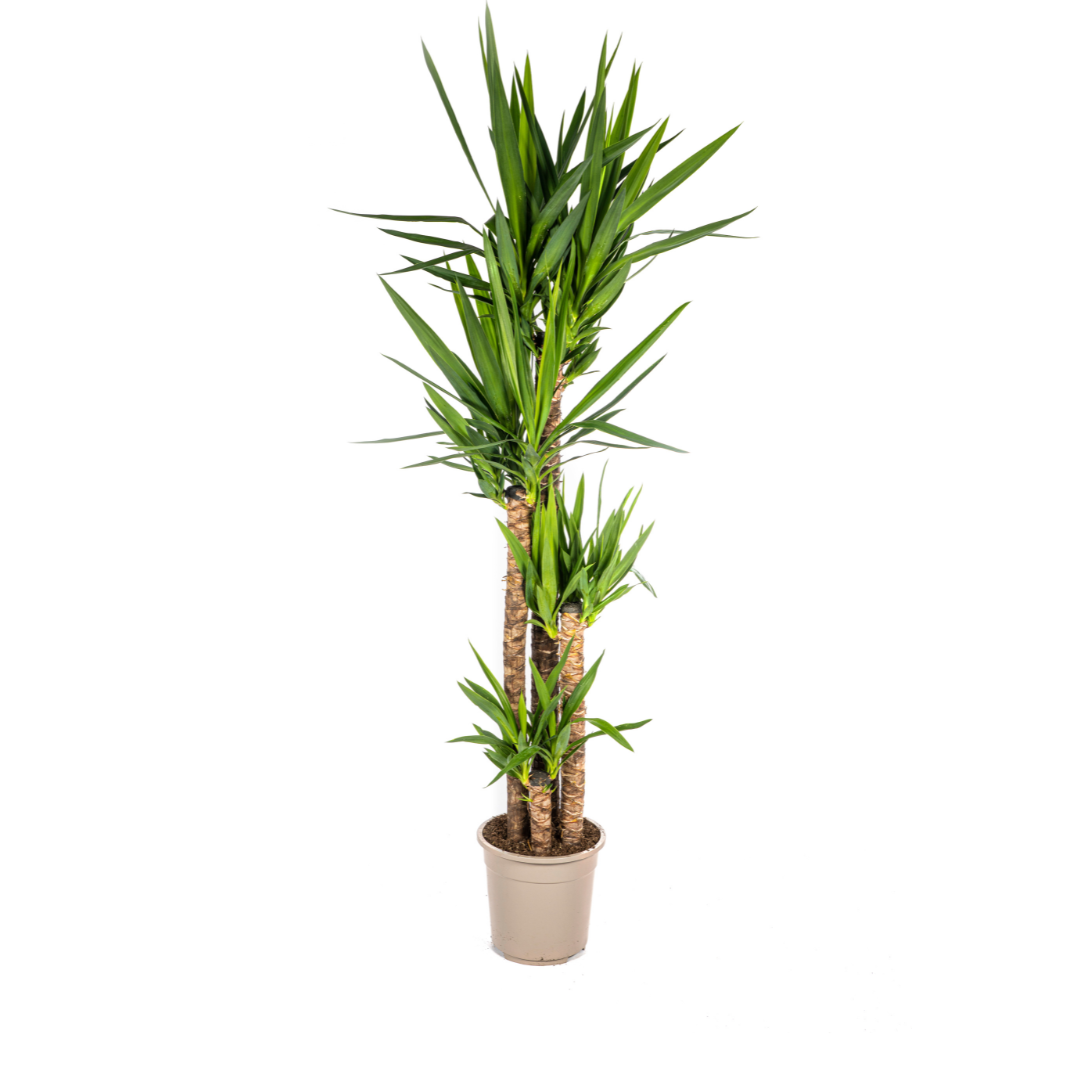 Palmlelie - Yucca elephantipes - Ø27cm - ↕160cm