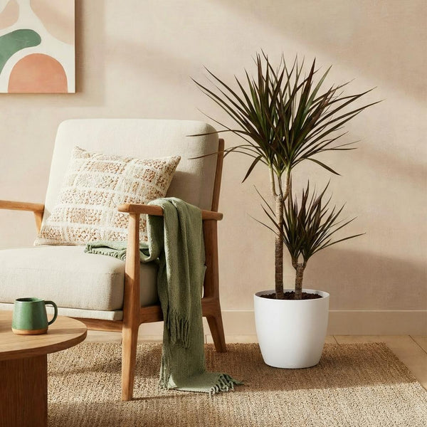 Drakenbloedboom - Dracaena Magenta - Ø21cm - ↕90-100cm