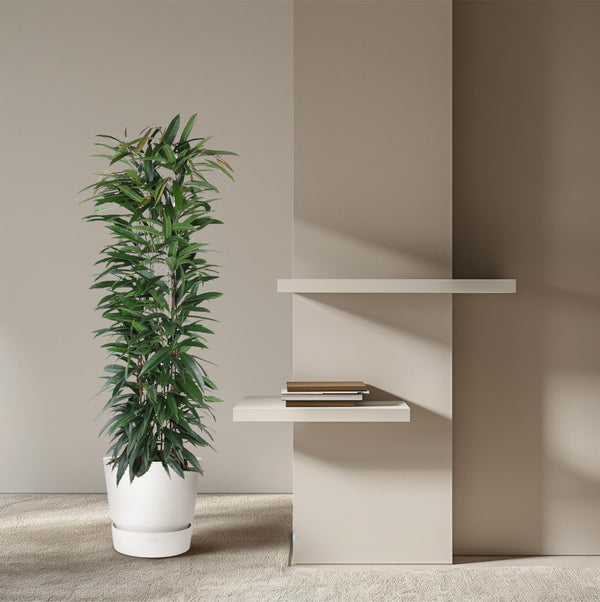 Vijgenboom - Ficus Alii King zuil - Ø29cm - ↕150cm