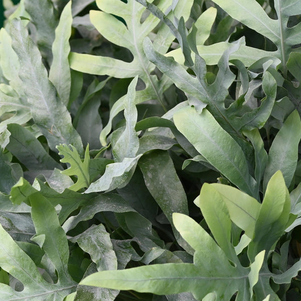 Phlebodium aureum Blue Star - Blauwe Varen - Blauw - Ø12cm - ↕25cm