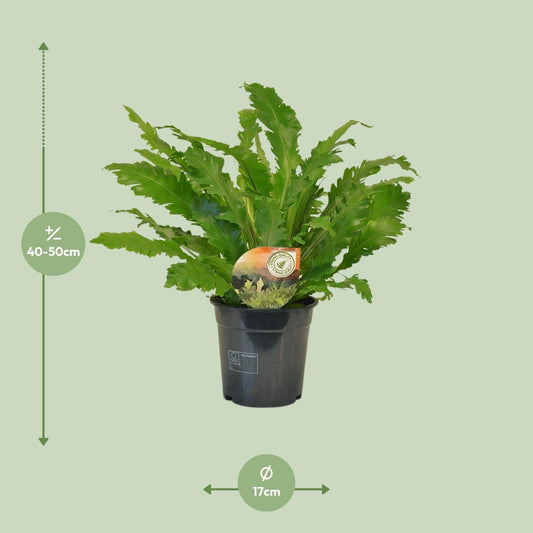 Tongvaren - Asplenium Campio - Ø17cm - ↕50cm