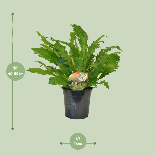 Tongvaren - Asplenium Campio - Ø17cm - ↕50cm