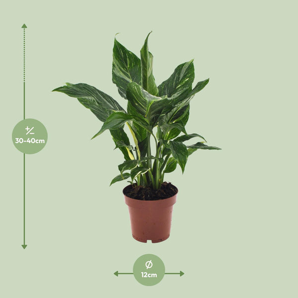 Lepelbloem - Spathiphyllum Diamond - Ø12cm - ↕40cm