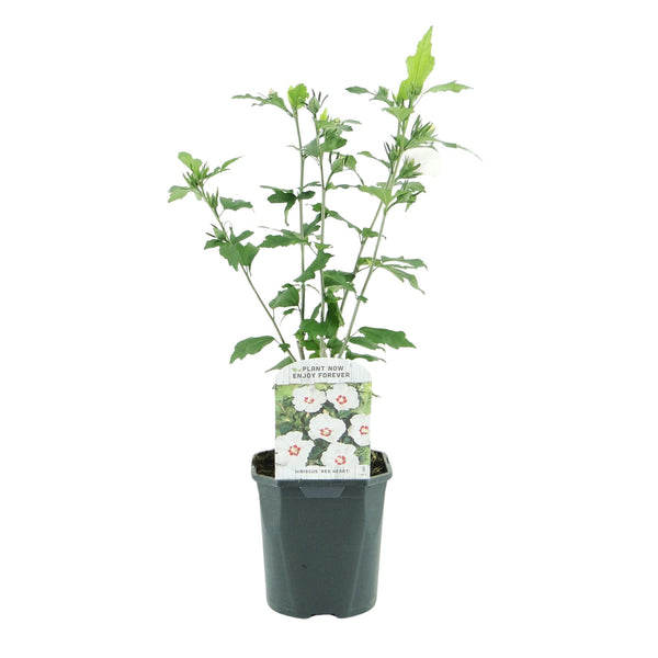 Hibiscus - Hibiscus syriacus 'Red Heart' - wit met rood hart - Ø17cm - ↕45cm