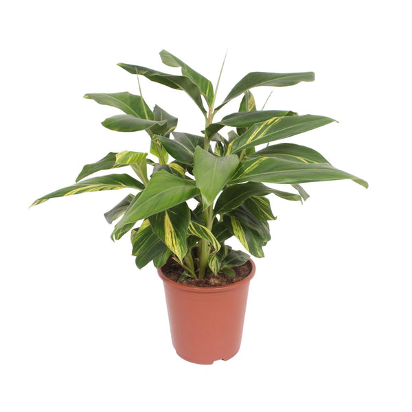 Gembersierplant - Alpinia zerumbet Variegata - Ø27cm - ↕80cm