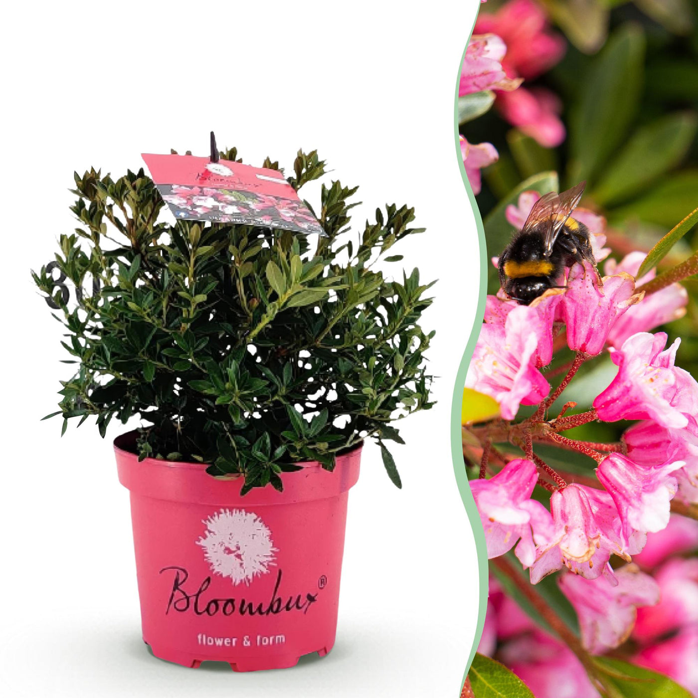 Dwergrhododendron - Rhododendron 'Bloombux' - magenta - Ø17cm - ↕30-40cm