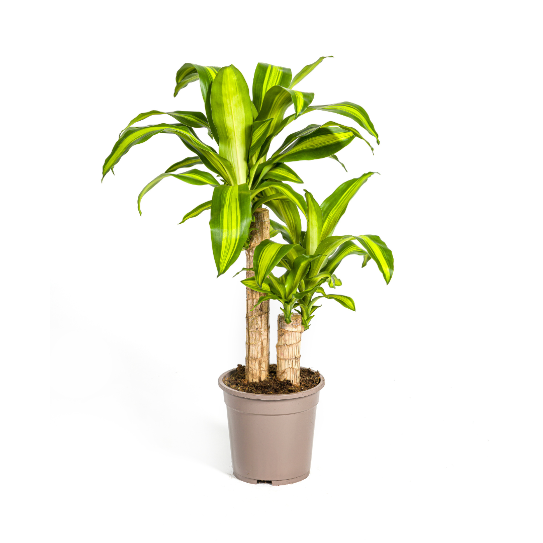 Drakenbloedboom - Dracaena fragrans 'Massangeana' - Ø19cm - ↕80cm