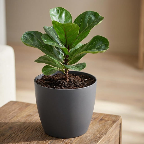 Pot Elho Brussels rond 18cm - antraciet - Ø18cm