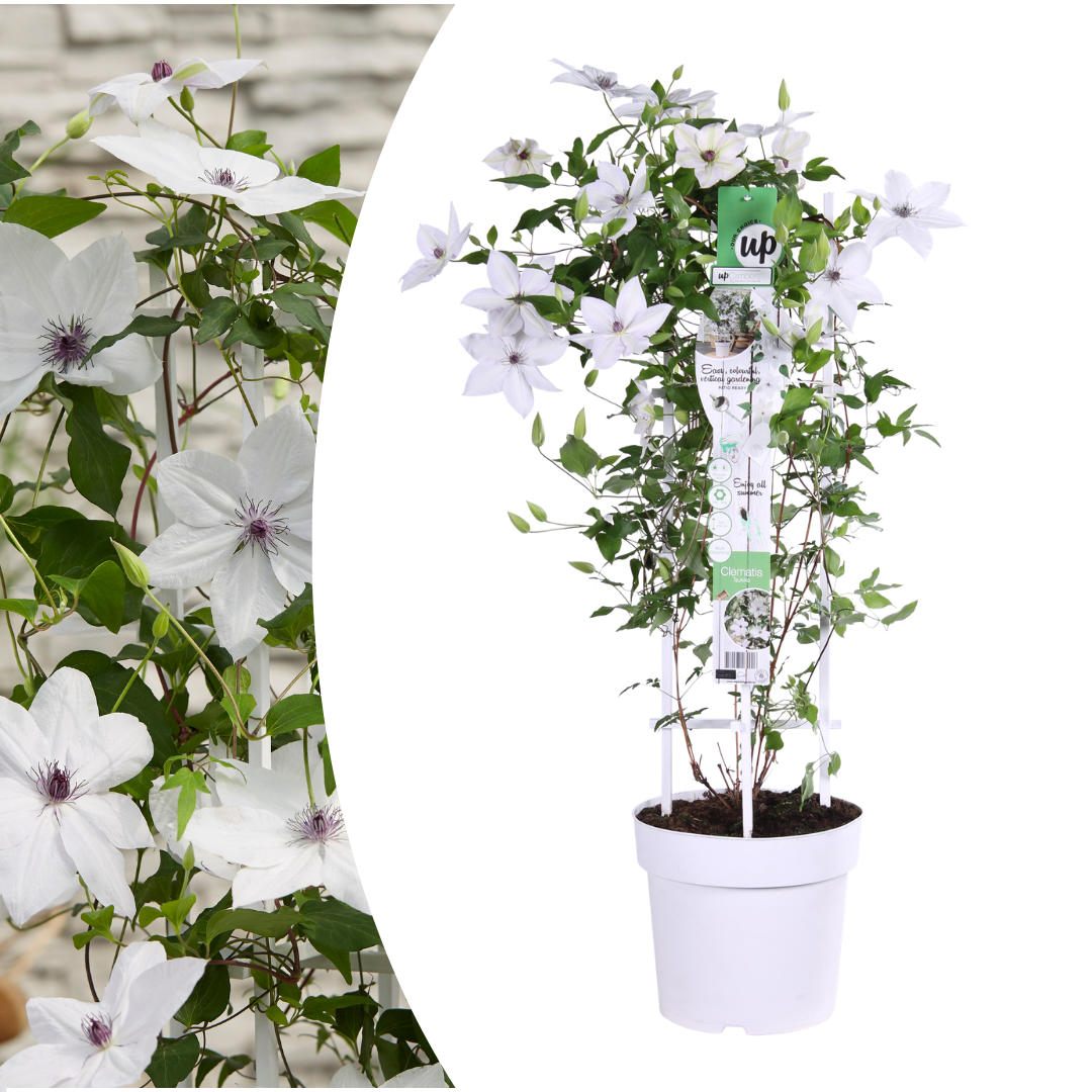 Bosrank - Clematis Garland Tsukiko - ↕23cm