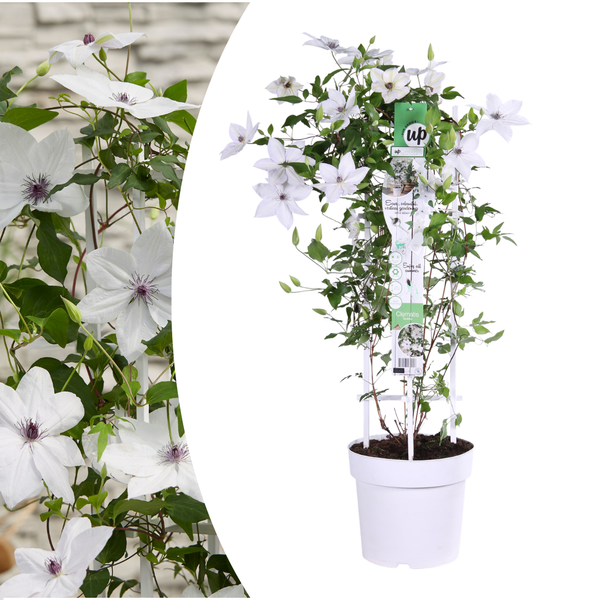 Bosrank - Clematis Garland Tsukiko - ↕23cm