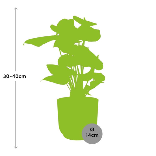 Flamingoplant - Anthurium Red - incl. Elho Vibes Fold In - ↕14cm