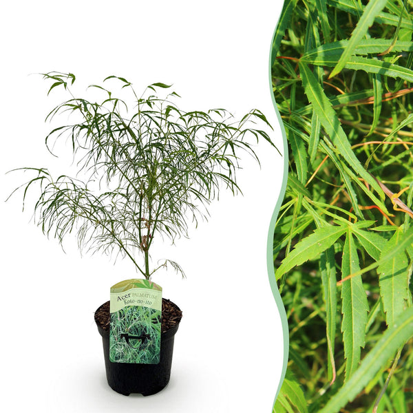 Japanse Esdoorn - Acer palmatum Koto-no-ito - Ø19cm - ↕70cm