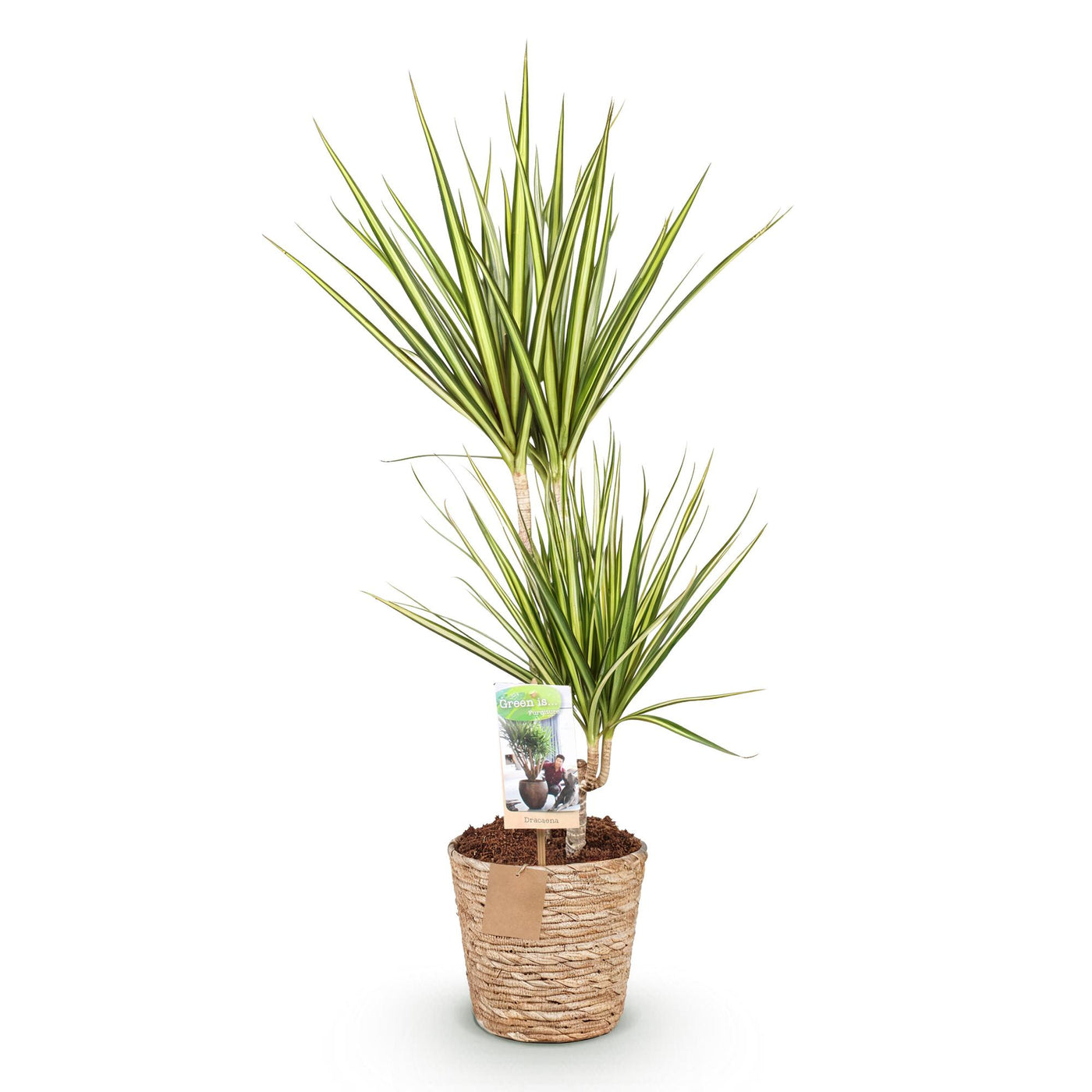 Drakenbloedboom - Dracaena Sunray - incl. mand - Ø17cm - ↕70-75cm