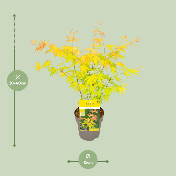 Japanse Esdoorn - Acer palmatum Orange Dream - Ø15cm - ↕30cm
