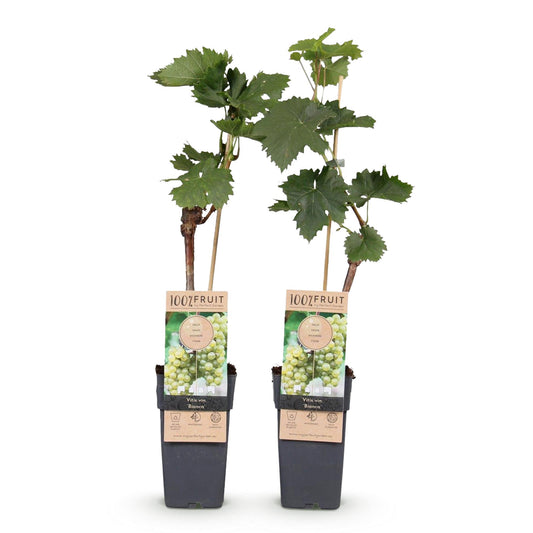 Druif - Vitis vinifera Bianca - Ø15cm - ↕50cm