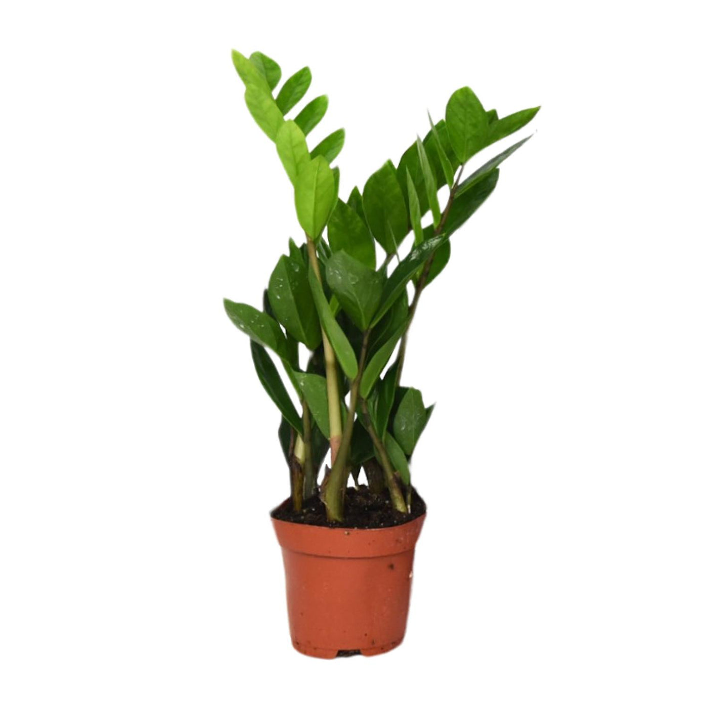 ZZ-plant - Zamioculcas zamiifolia - Ø12cm - ↕40cm