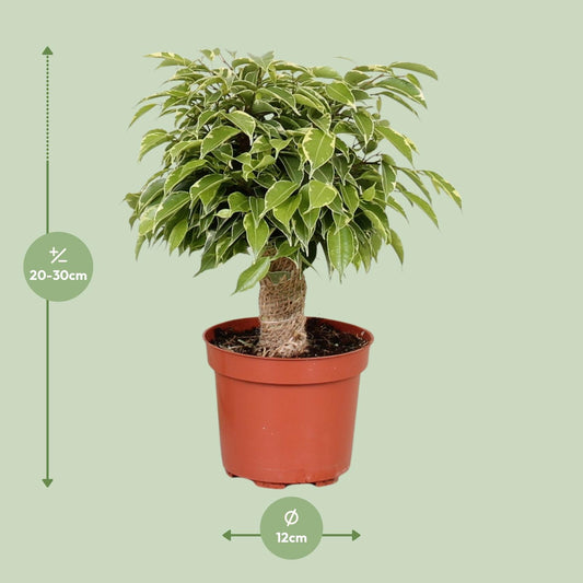 Treurvijg - Ficus benjamina Kinky - Ø12cm - ↕28cm