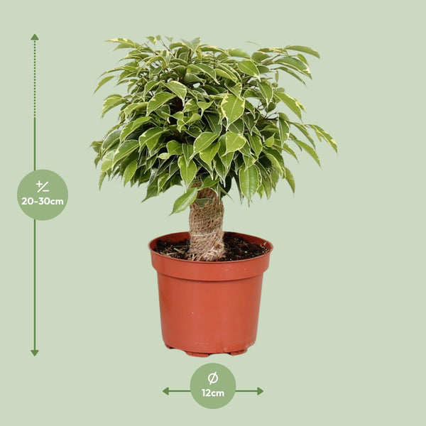 Treurvijg - Ficus benjamina Kinky - Ø12cm - ↕28cm