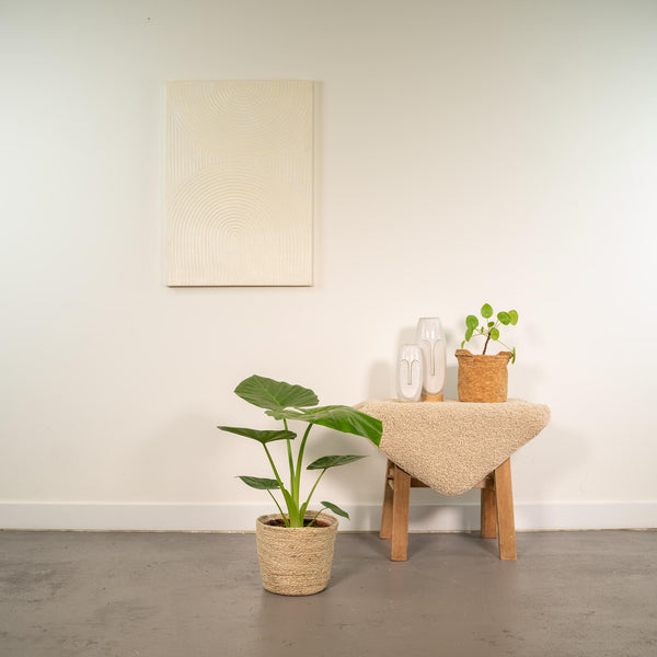Olifantsoor - Alocasia Macrorrhiza - incl. Mand Selin - Ø19cm - ↕70cm
