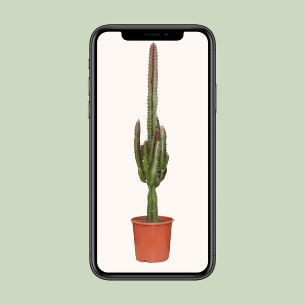 Wolfsmelk - Euphorbia trigona Rubra - Ø17cm - ↕70cm