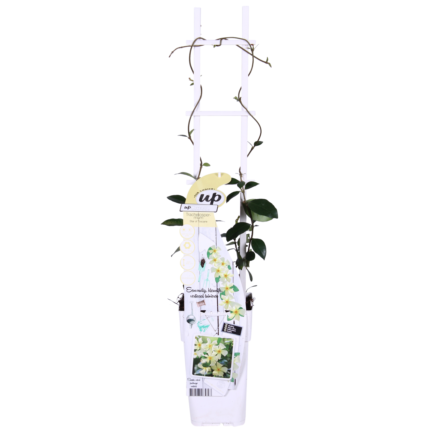 2x Toscaanse jasmijn - Trachelospermum 'Star of Toscana' - Ø15cm - ↕65cm