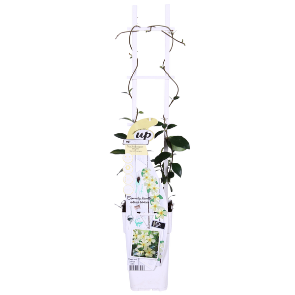 2x Toscaanse jasmijn - Trachelospermum 'Star of Toscana' - Ø15cm - ↕65cm