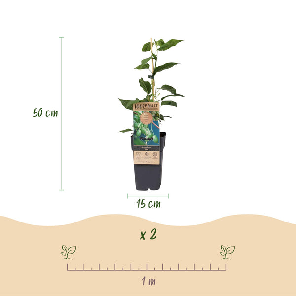 Kiwiplant - Actinidia arguta Issai - Ø15cm - ↕50cm