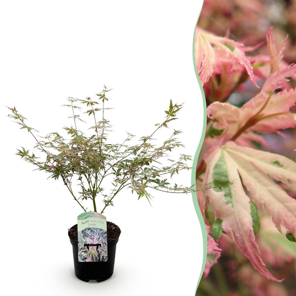 Japanse Esdoorn - Acer palmatum Iyoshi - Roze - Ø19cm - ↕70cm