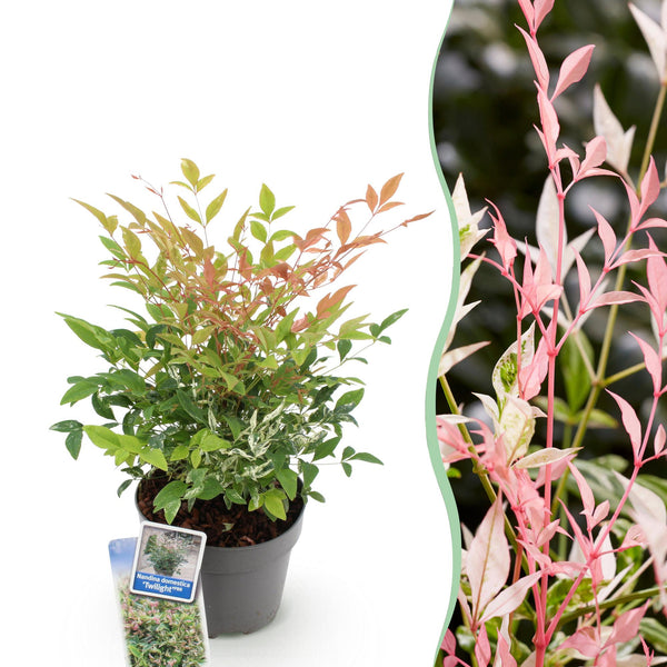 Hemelse bamboe - Nandina Twilight - Ø17cm - ↕45cm