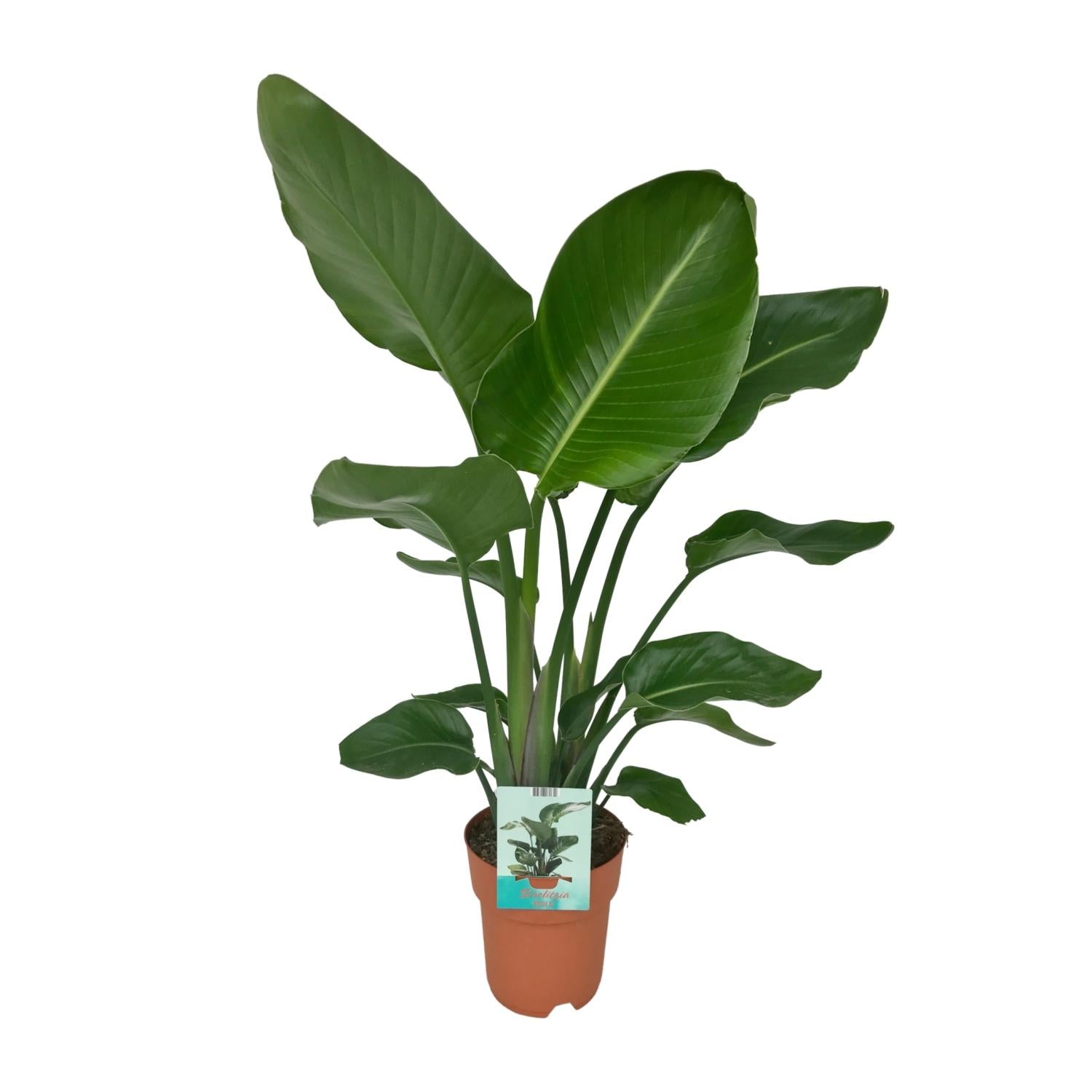 Witte paradijsvogelplant - Strelitzia nicolai - Ø19cm - ↕90cm