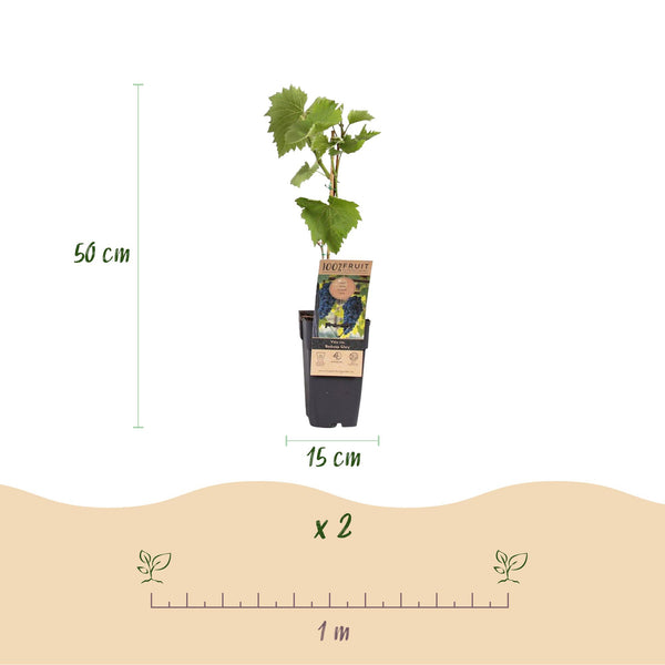 Druif - Vitis vinifera Boskoop Glory - Ø15cm - ↕50cm