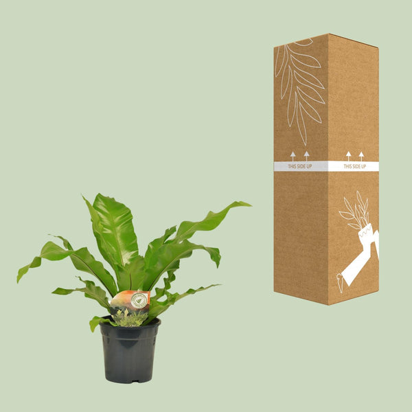 Tongvaren - Asplenium nidus - Ø17cm - ↕60cm
