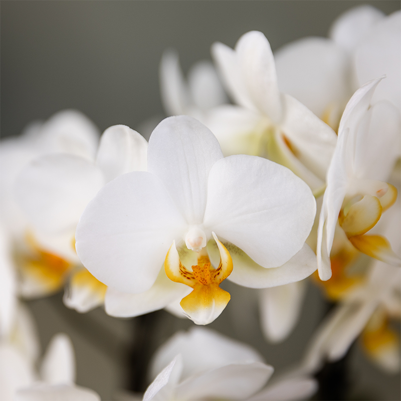Kolibri Orchids plantenset - witte orchidee + groene plant - incl. sierpotten paars